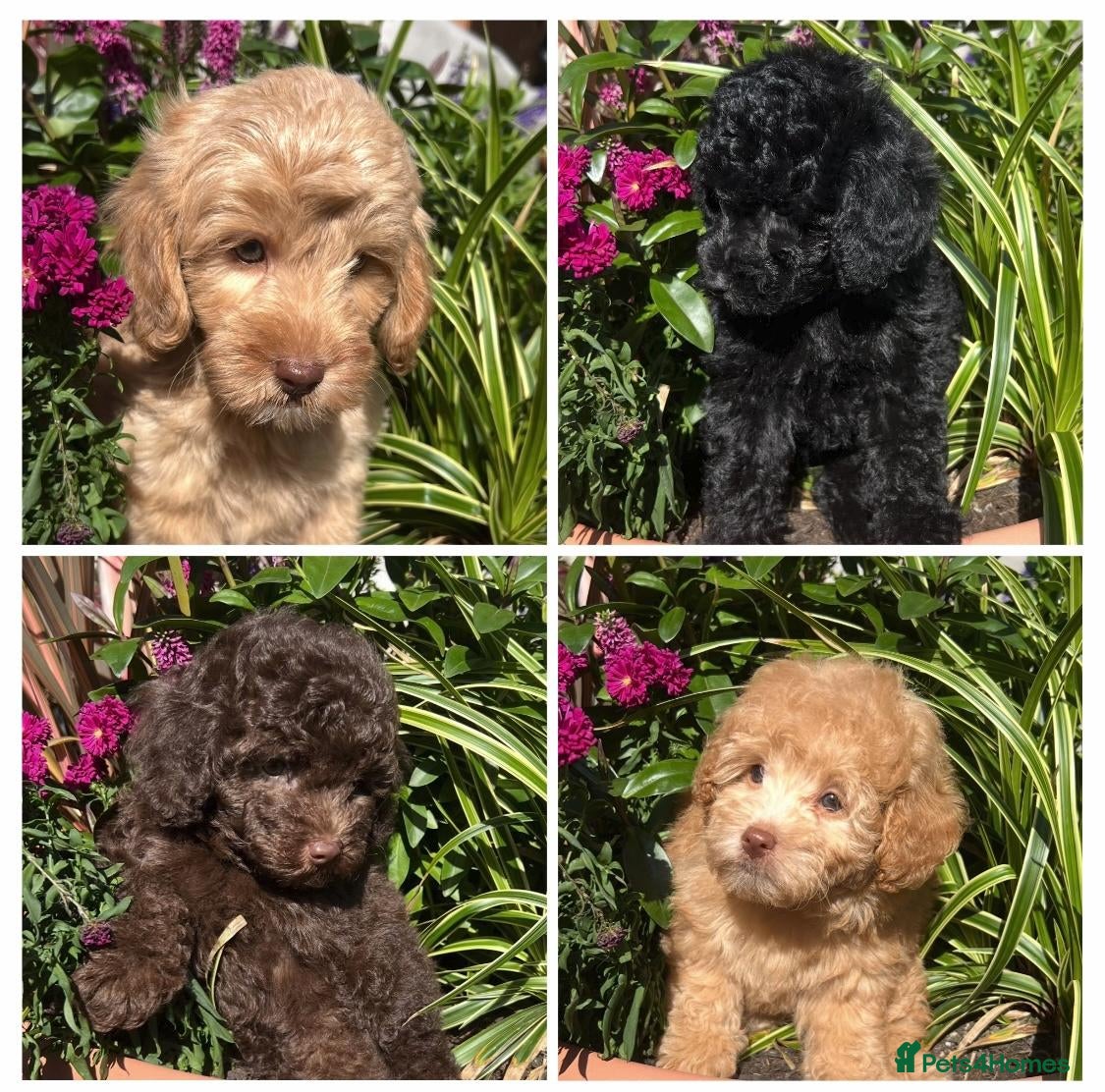 Labradoodle dogs READY NOW! Mini Labradoodles Health tested parents - Advert 1