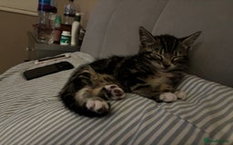 Mixed Breed cats for sale: Gorgeous naughty Tabby kitten 😍♥️ - Image 2
