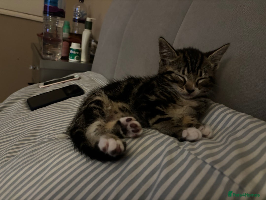 Mixed Breed cats for sale: Gorgeous naughty Tabby kitten 😍♥️ - Image 2