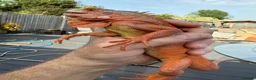 Iguana reptiles for sale: Iguana T Abino  - Advert 4