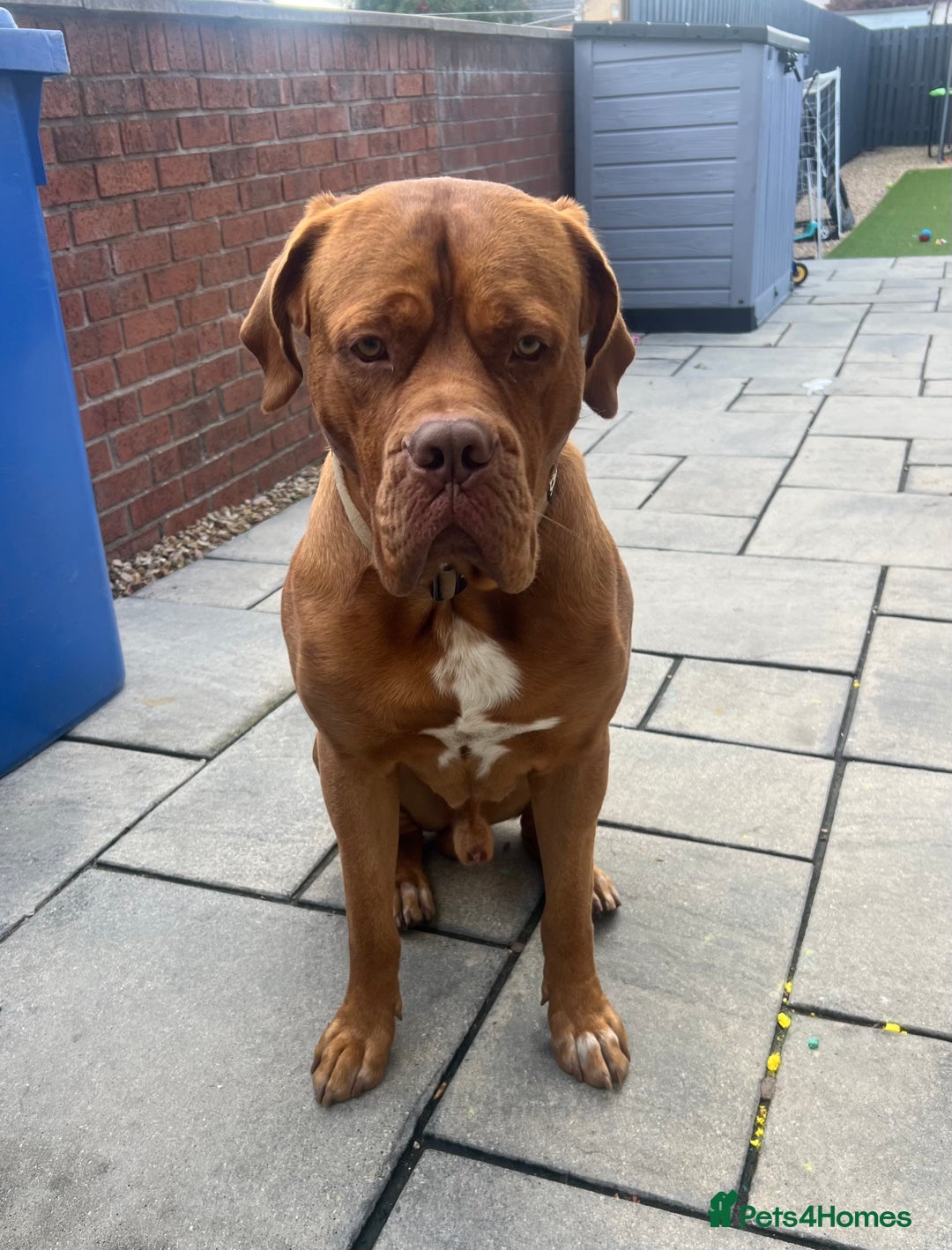 Dogue De Bordeaux dogs for sale: Dogue de Bordeaux - Image 2