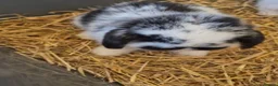 Mini Lop rabbits for sale: 9 Week Old Male Mini Lop  - Advert 3