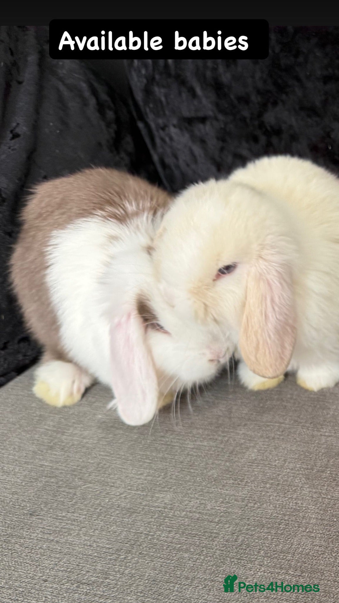 Mini Lop rabbits 🐰💕💙Ready To Leave Now - four babies  left 🐰 - Advert 2