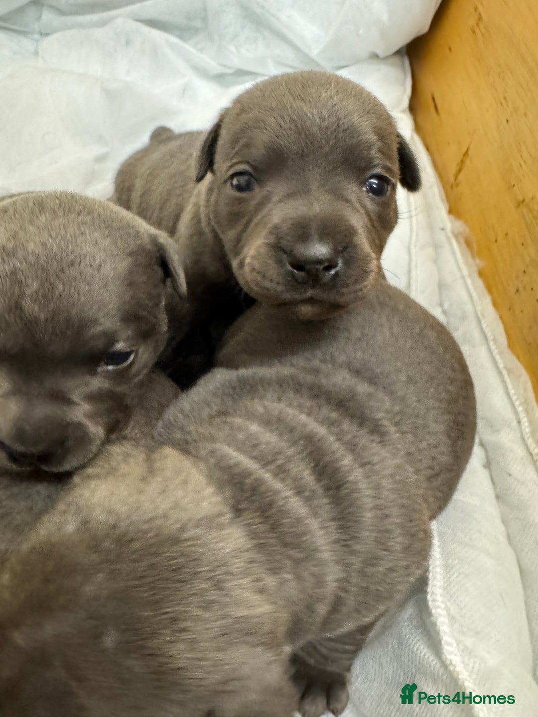 Staffordshire Bull Terrier dogs for sale: KC & DNA tested Staffordshire Bull Terrier Puppies - Advert 9