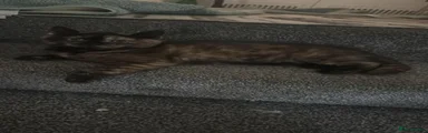 Scottish Fold 3