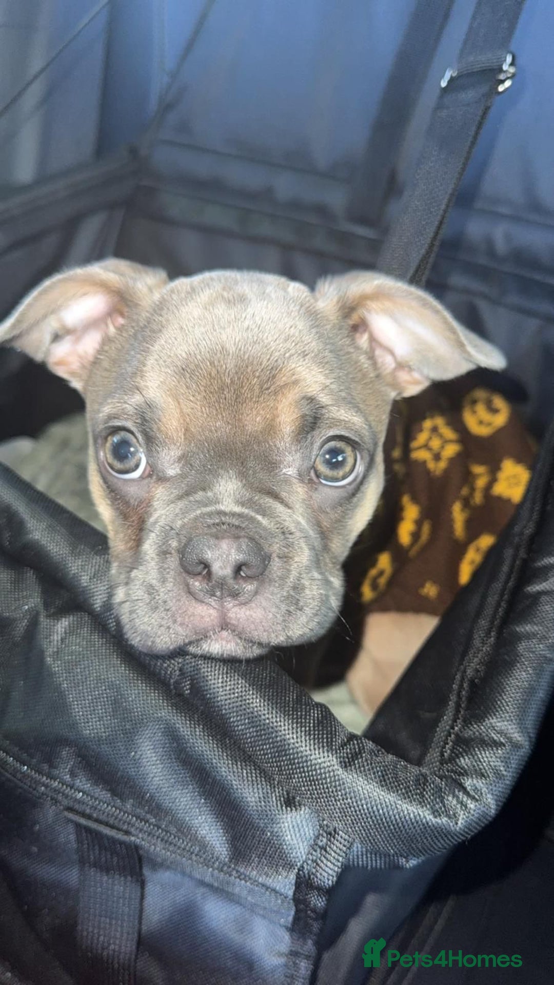 Frug dogs for sale: French Bulldog × Pug puppy available for rehoming - Advert 2