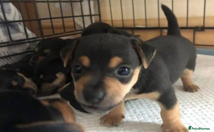 Jack Russell dogs - Advert 1