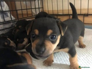 Jack Russell dogs - Advert 2