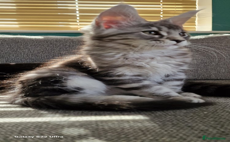 Maine Coon cats - Advert 1