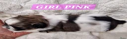 Shih Tzu dogs for sale: Pure bred shih tzu puppies in Cardiff - Advert 9