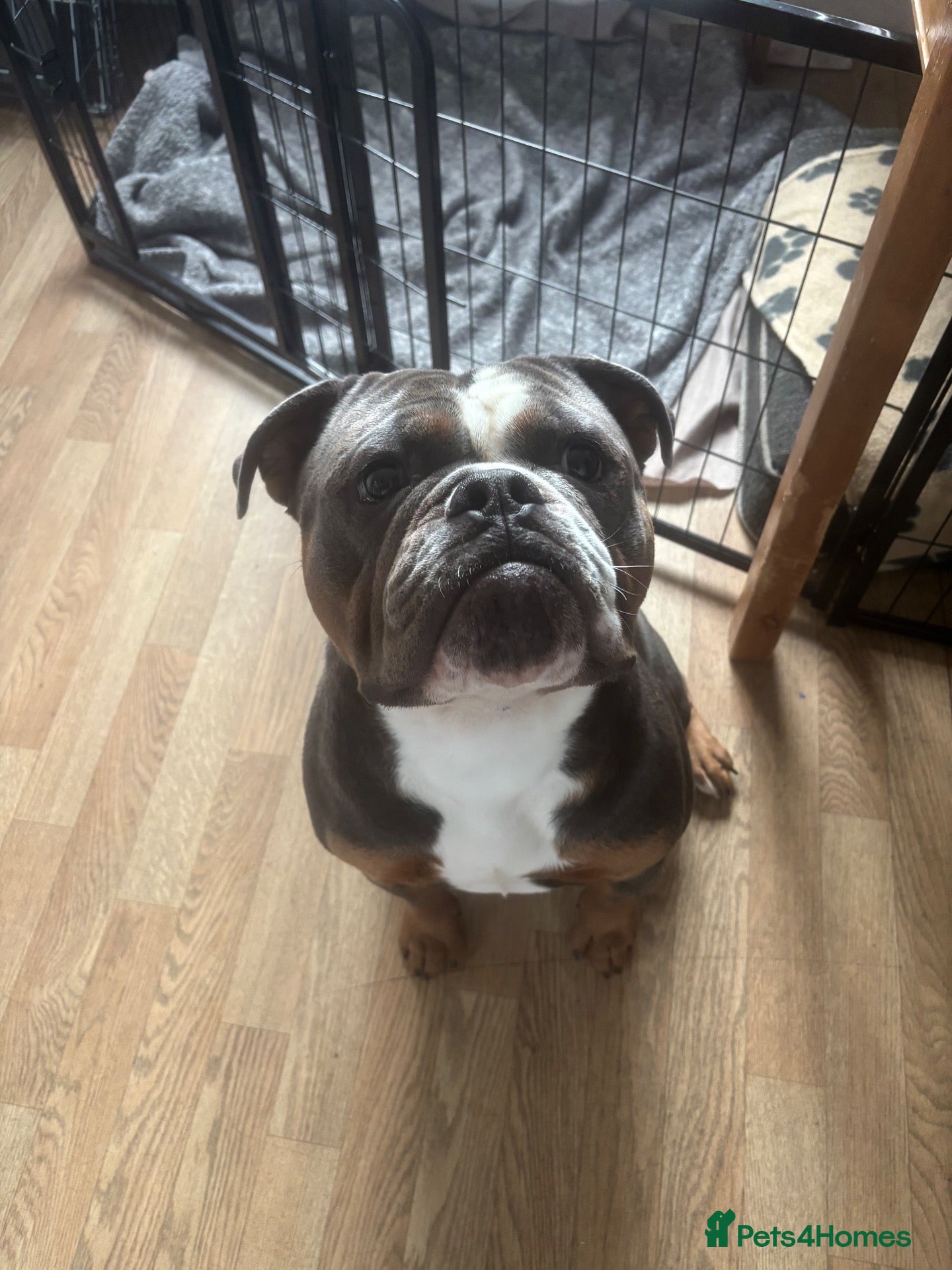 English Bulldog dogs Chester - Advert 1