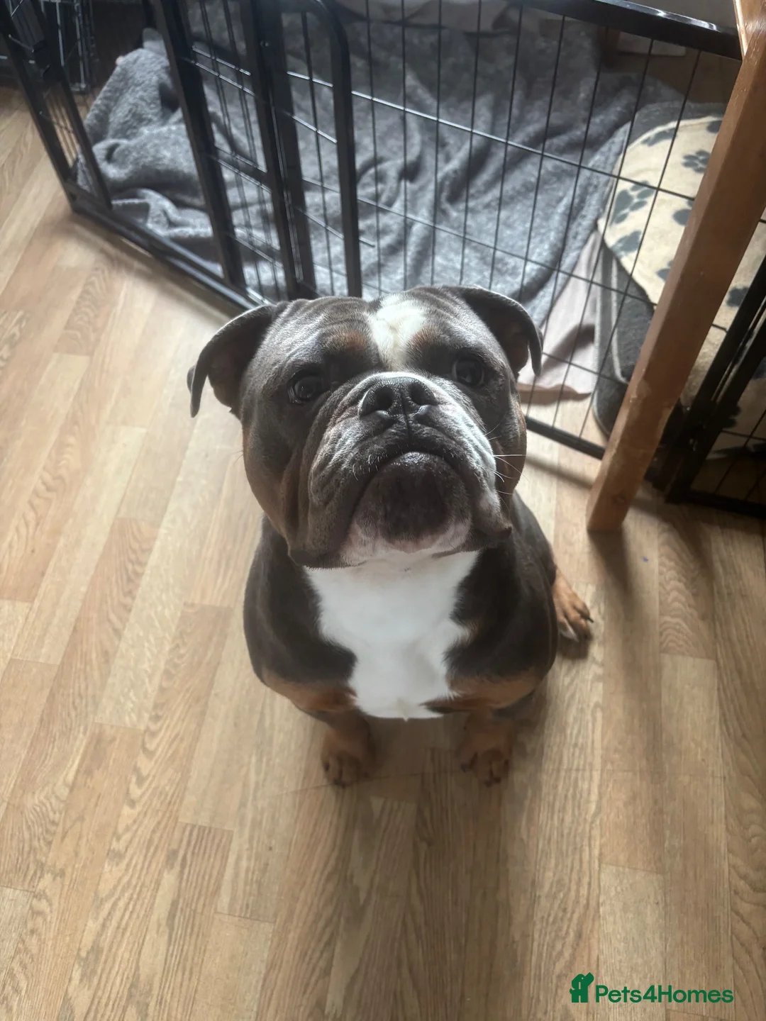 English Bulldog dogs for stud: Chester in Wednesbury - Advert 1