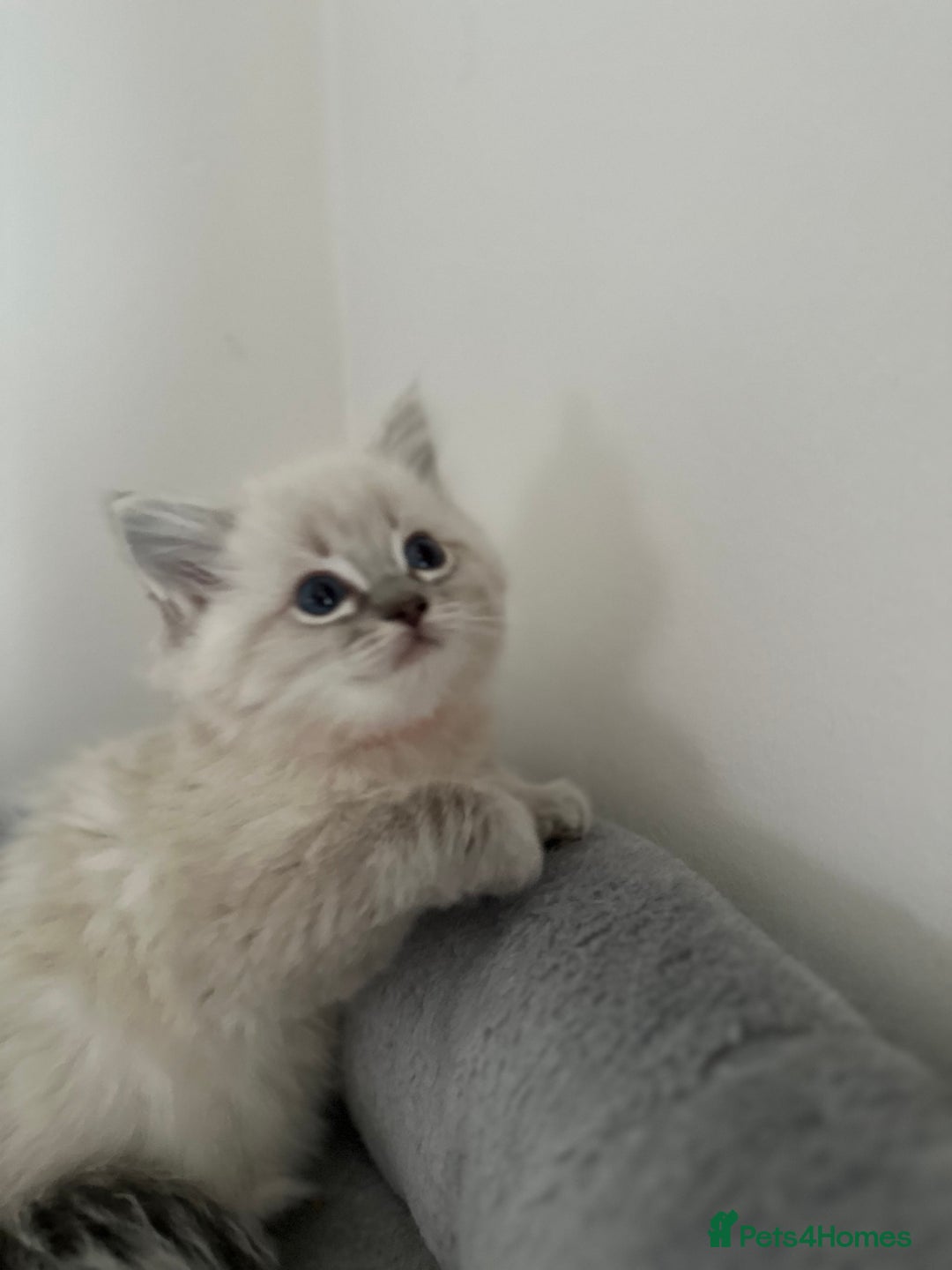 Ragdoll cats for sale: Gorgeous ragdoll kittens  - Advert 4