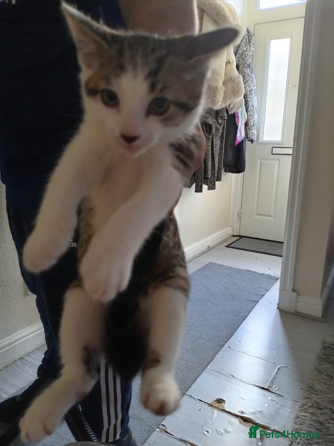 Mixed Breed cats for sale: MIXED BREED TABBY GIRL LAST ONE - Image 5