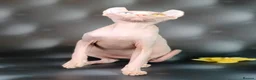 Sphynx cats for stud:  odd eyes shpynx elf ear STUD available.  - Advert 6