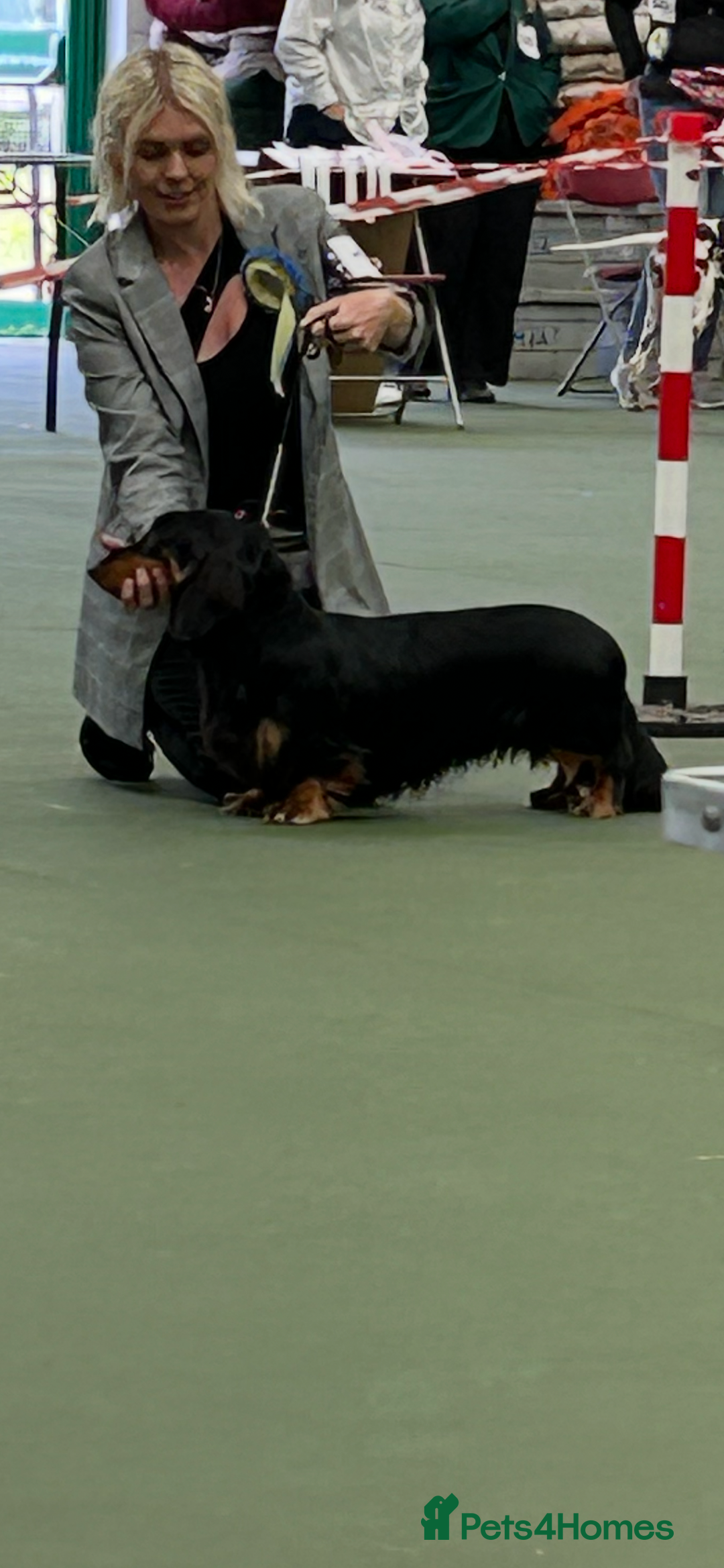 Dachshund dogs for stud: Long haired standard Dachshund - Image 3
