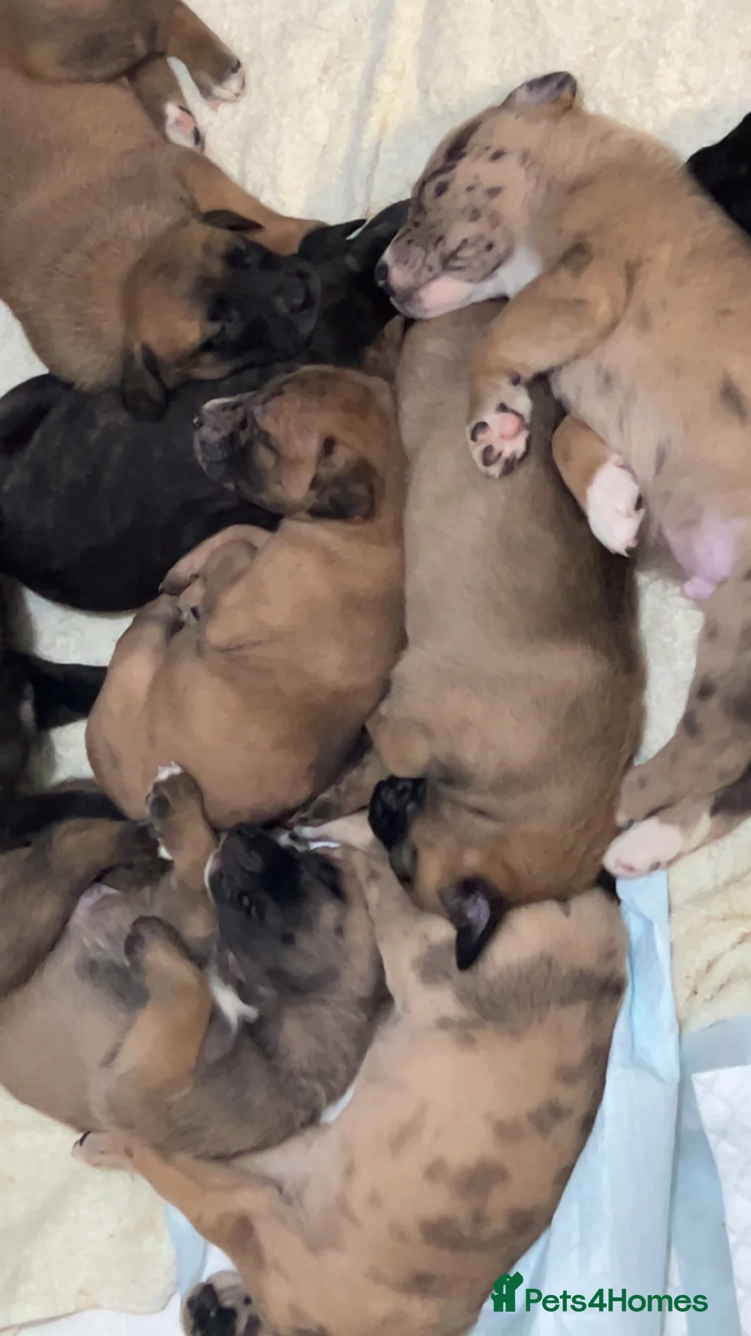 Mixed Breed dogs for sale: Catahoula leopard dog cross with Belgium Malinois  - Advert 1