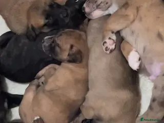 Mixed Breed dogs Catahoula leopard dog cross with Belgium Malinois - Advert 1