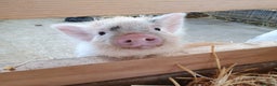Pig livestock for sale: Micro / Mini / Little Pig Piglets - Advert 1