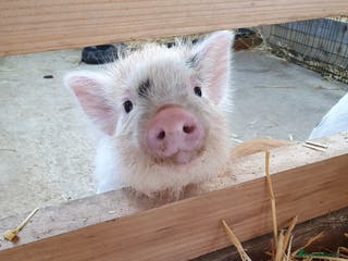 Pig livestock Micro / Mini / Little Pig Piglets - Advert 2