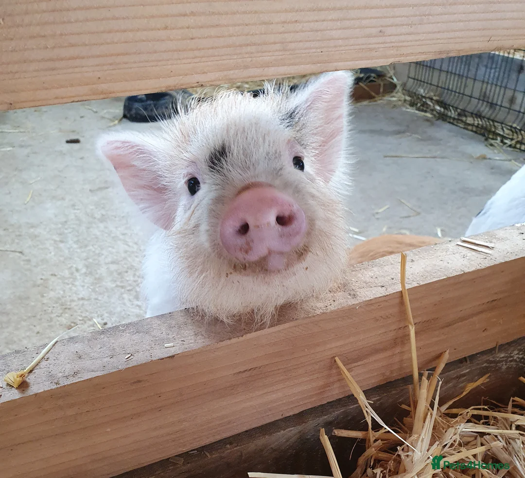 Pig livestock for sale: Micro / Mini / Little Pig Piglets - Advert 1