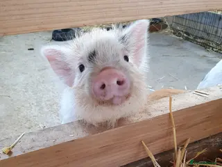 Pig livestock Micro / Mini / Little Pig Piglets - Advert 11