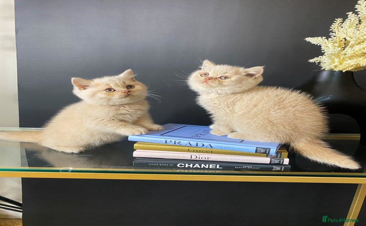 British Shorthair cats - Advert 3