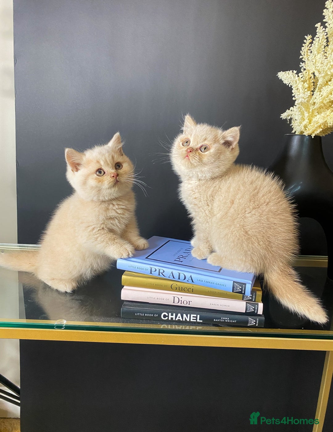 British Shorthair cats for sale: British short hair rainbow 🌈 litter - Image 2