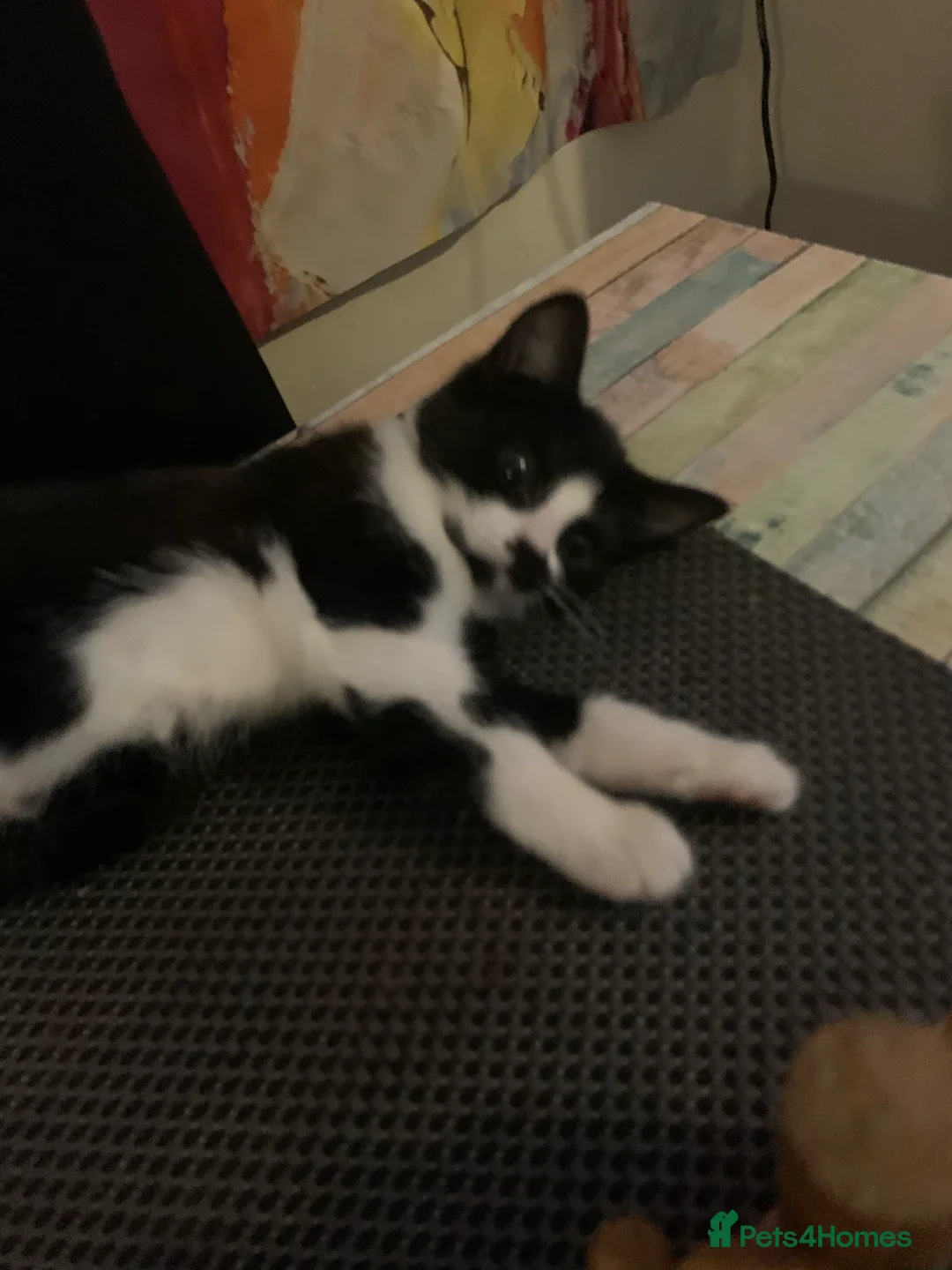 Mixed Breed cats for sale: Little girl is looking for home - Advert 6