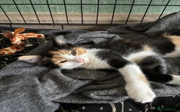 Mixed Breed cats for sale: Adorable kitten - Image 30