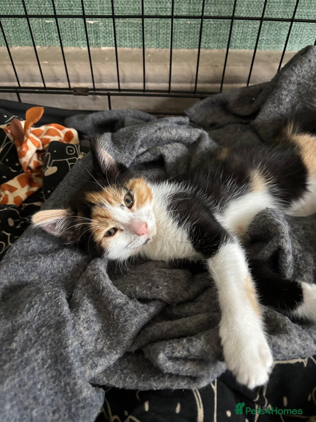 Mixed Breed cats for sale: Adorable kitten - Image 30