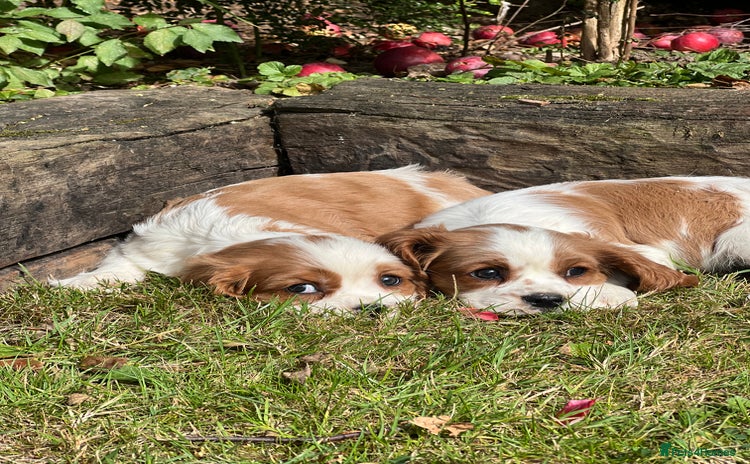 Cavalier King Charles Spaniel dogs - Advert 1