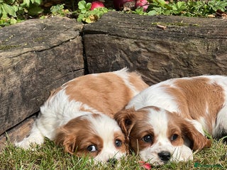 Cavalier King Charles Spaniel dogs - Advert 1