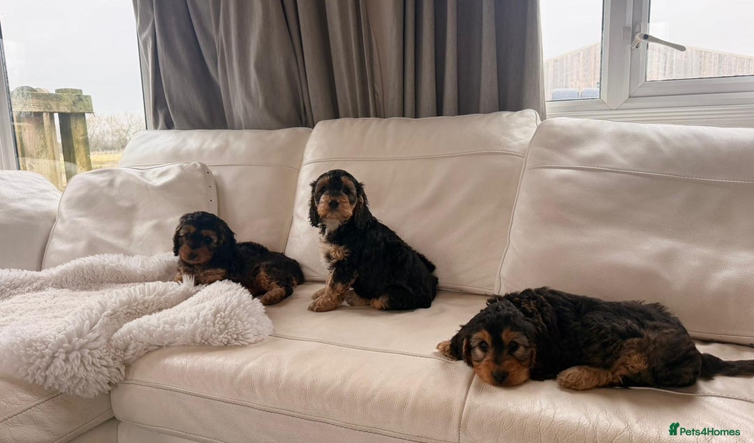 Cockapoo dogs for sale: Gorgeous F1 Cockapoo’s  - Advert 2