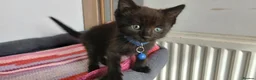 Mixed Breed cats for sale: 6 kitties looking for new forever homes - Advert 9