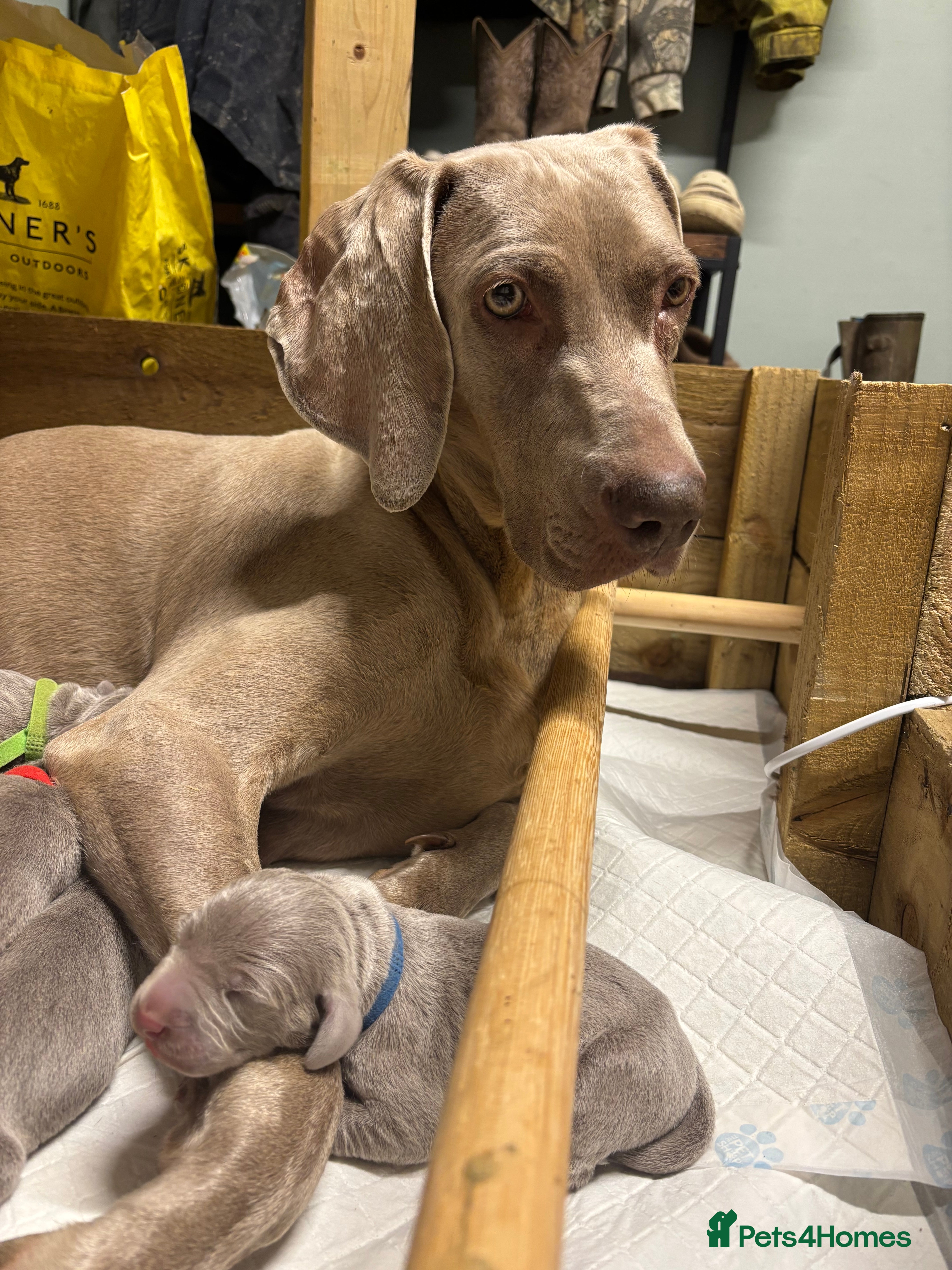 Weimaraner dogs KC reg Weimaraner Puppies  - Advert 2