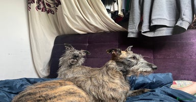 Mixed Breed dogs - Advert 2