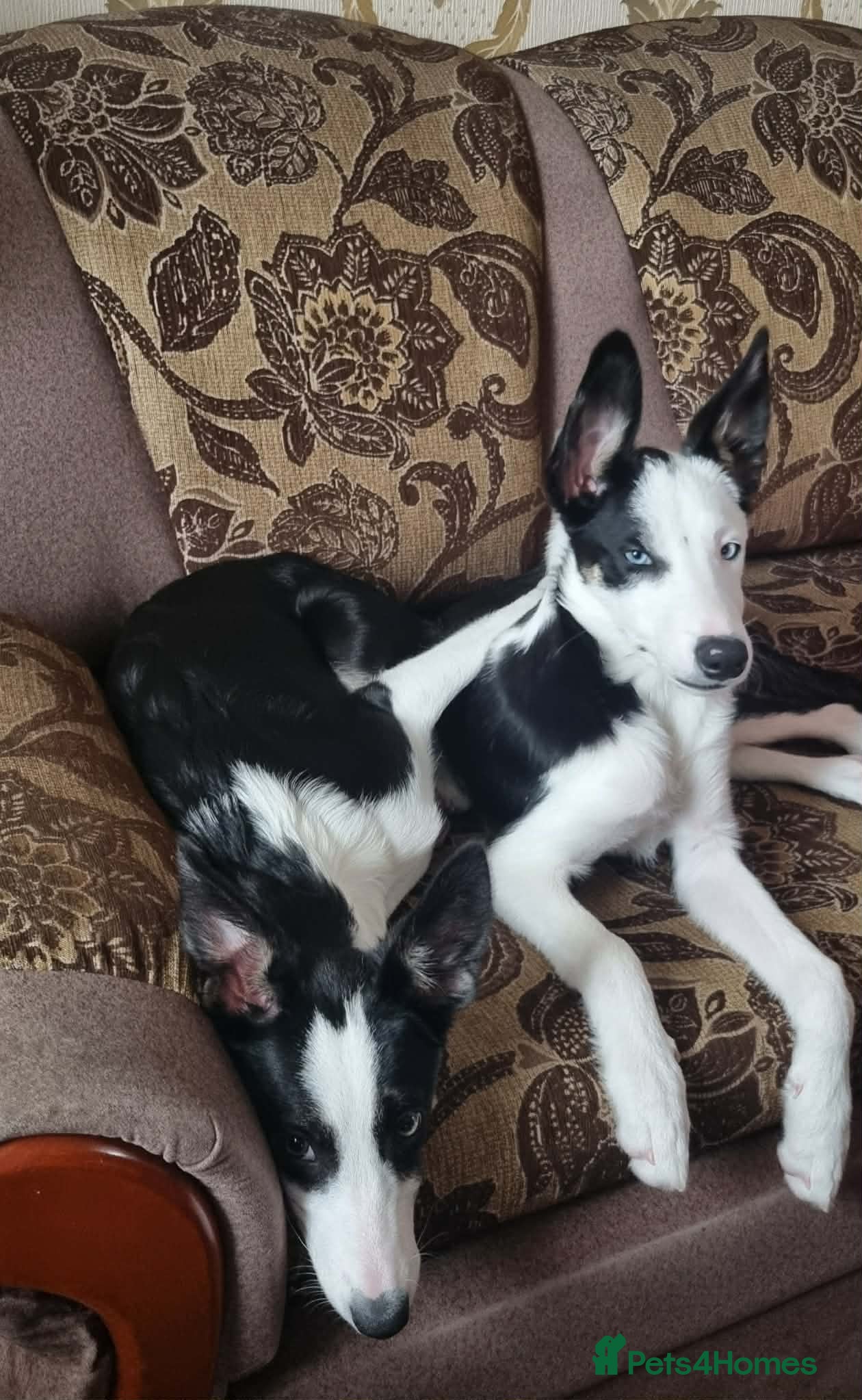 Border Collie dogs Two beautiful puppies - Advert 18