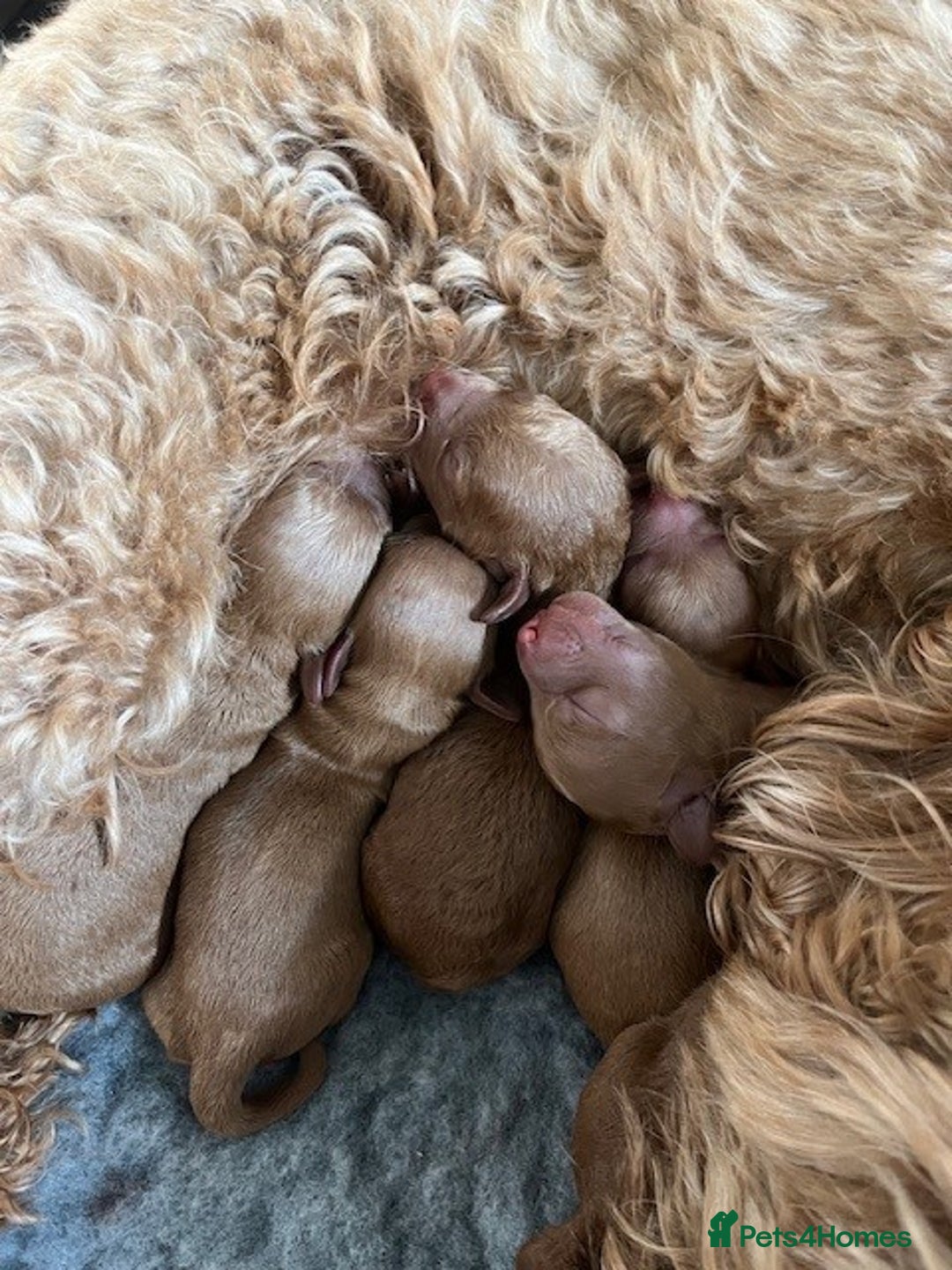 Cockapoo dogs for sale: Gorgeous Deep Red Cockapoos  - Image 6