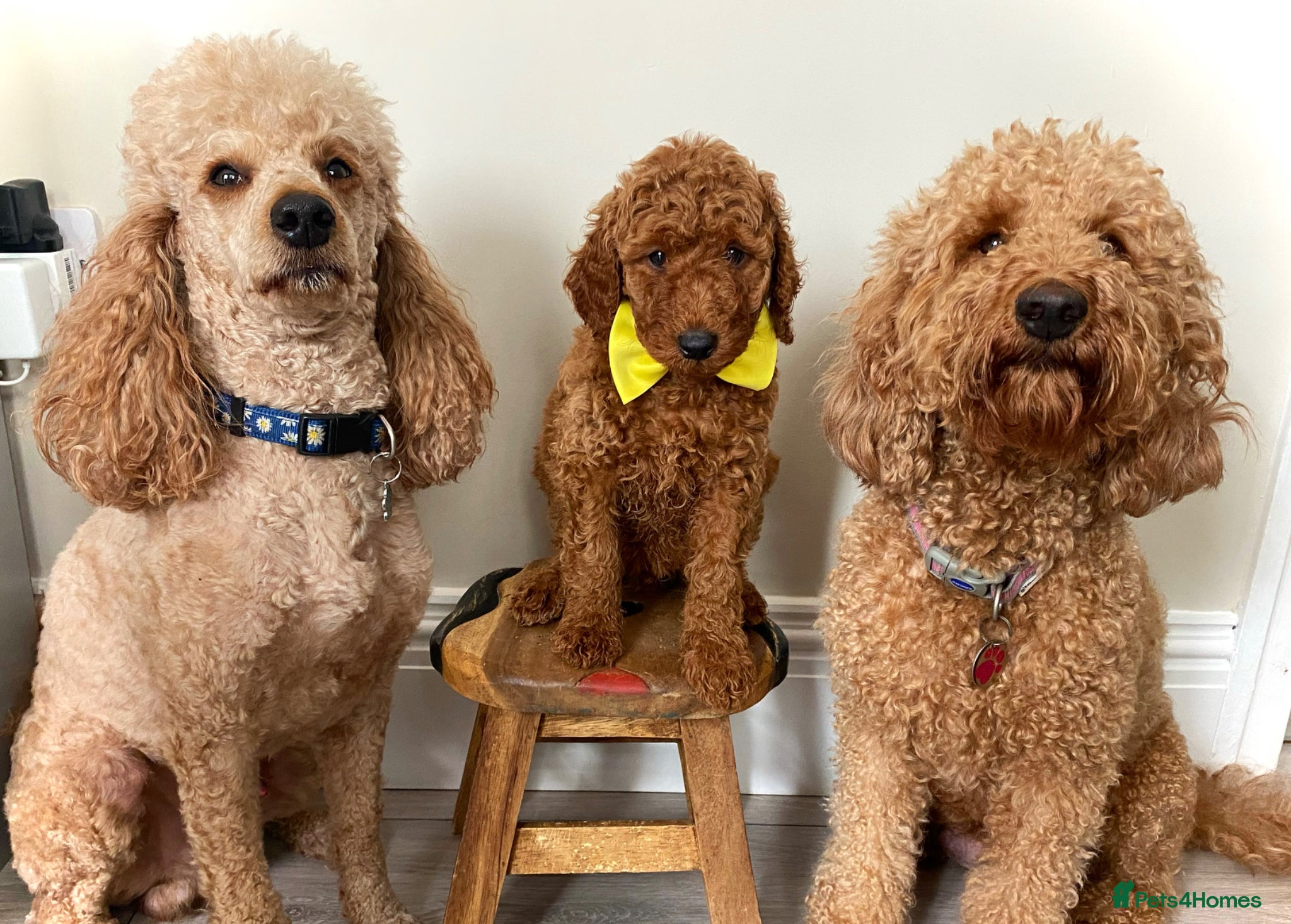 Labradoodle dogs Stunning Red Labradoodles Health Tested Parents  - Advert 1