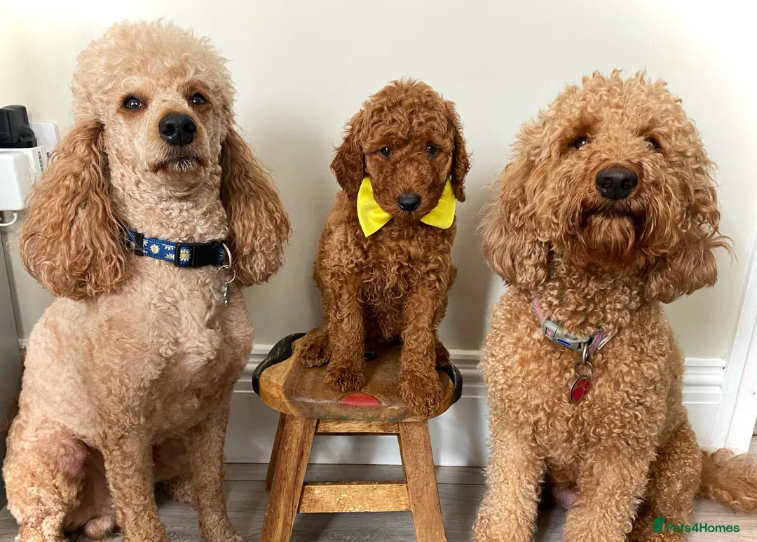 Labradoodle dogs for sale: Stunning Red Labradoodles Health Tested Parents  - Advert 1