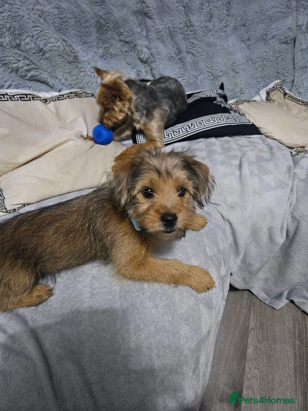 Shorkie dogs for sale: For sale a lovely male shitzuhcrossyorkie puppy - Advert 4