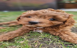 Cavapoo dogs for sale: Cavapoo dna clear  - Image 1
