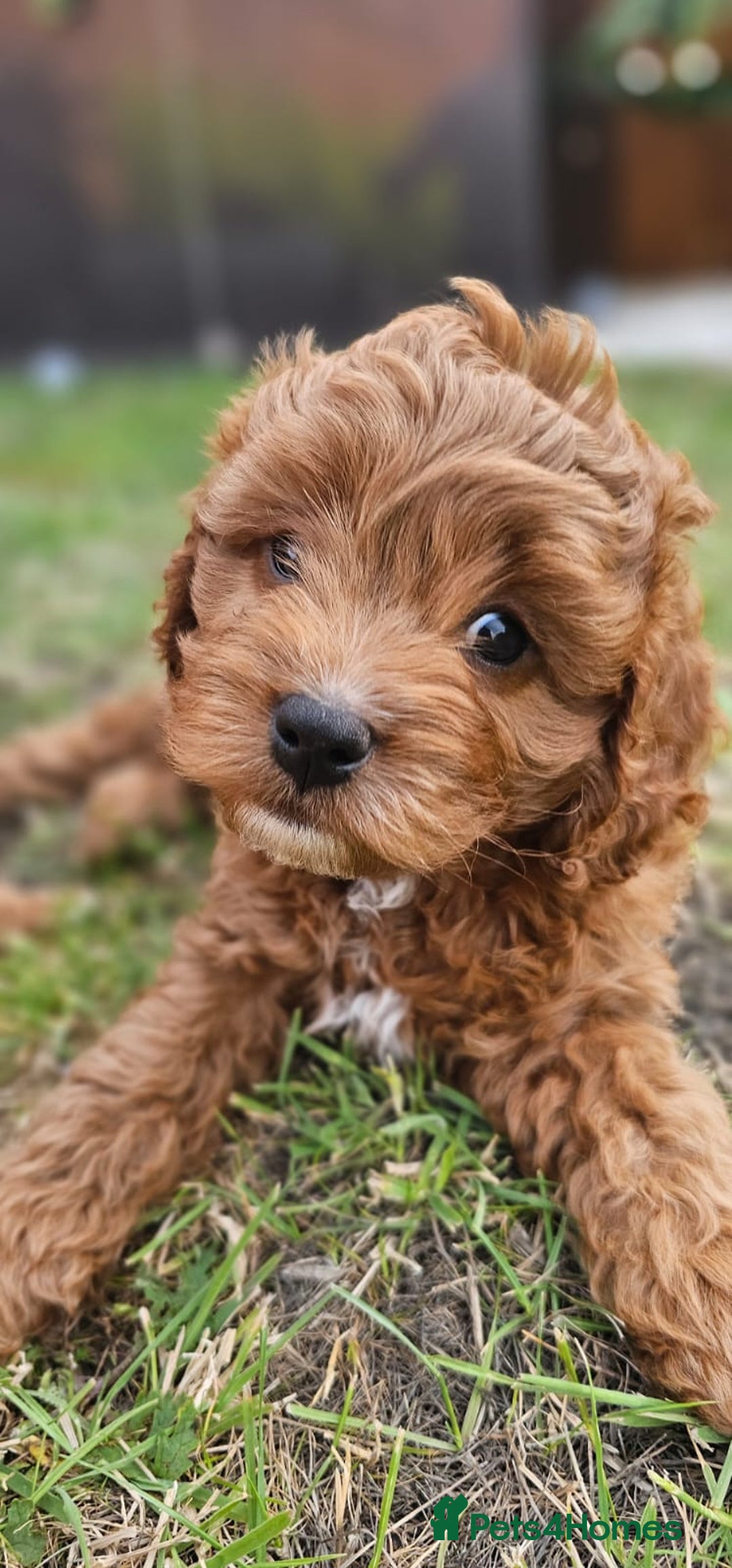 Cavapoo dogs for sale: Cavapoo dna clear  - Image 1