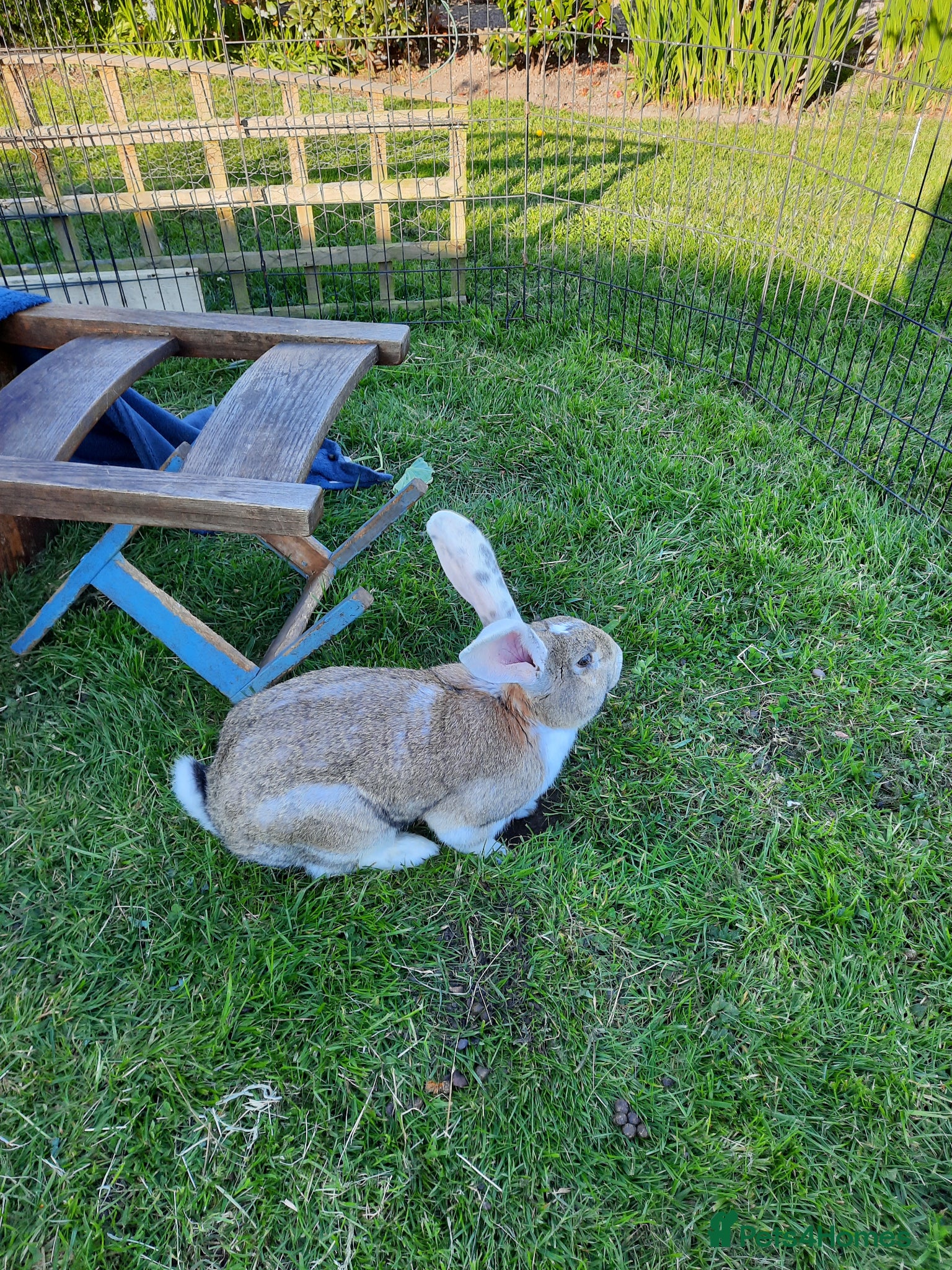 Continental Giant rabbits 8 Beautiful Pure Continental Giant Babies - Advert 2