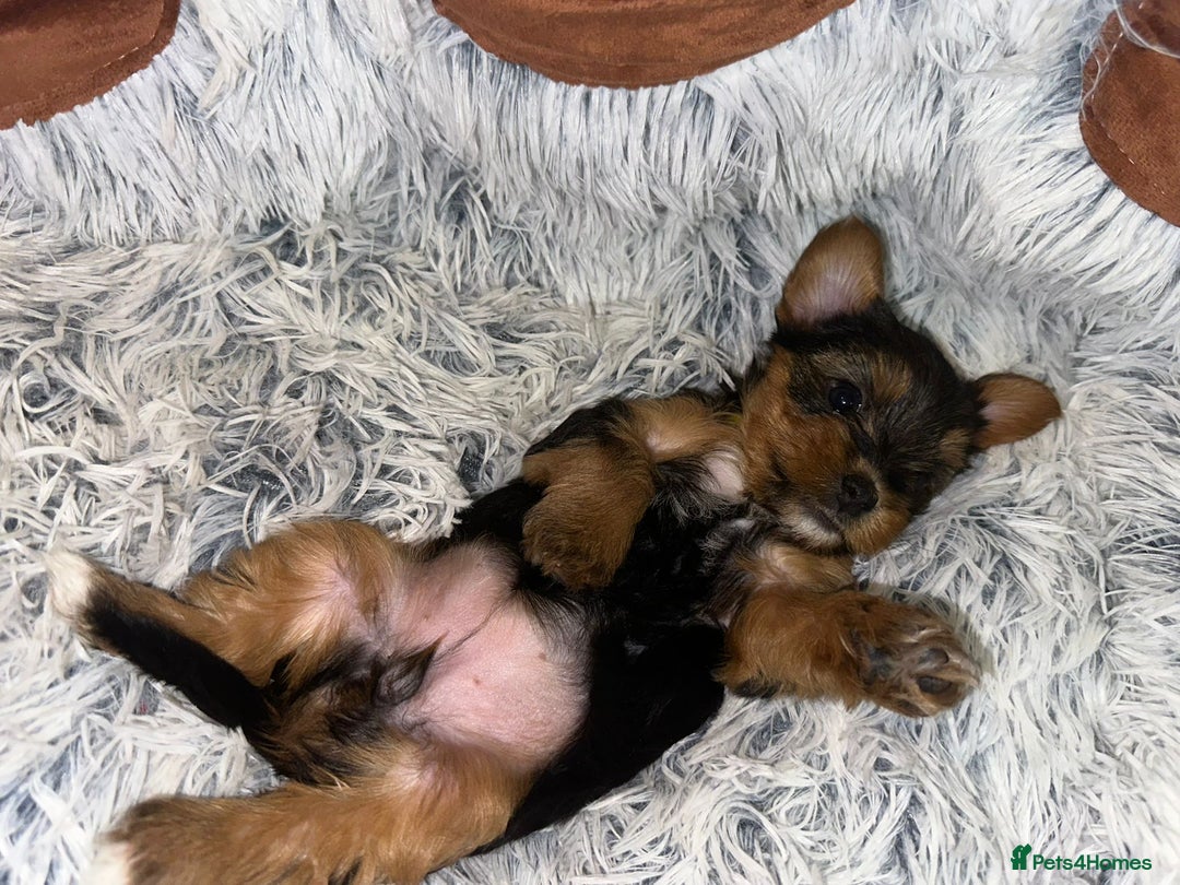 Yorkshire Terrier dogs for sale: 💕🐾Adorable PEDIGREE YORKSHIRE TERRIER Pups🐾💕  - Image 28