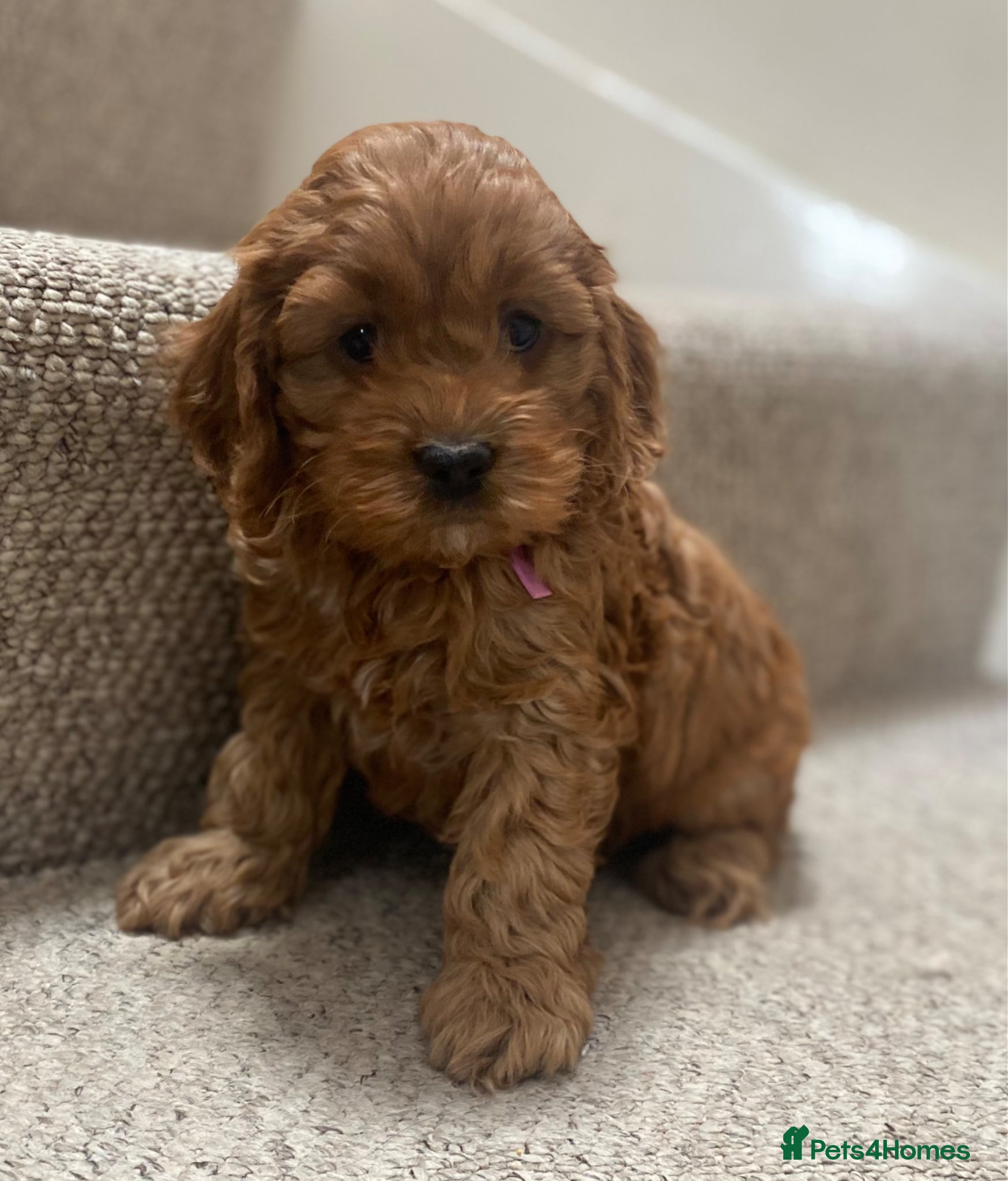 Cockapoo dogs American Cockapoo pups. F1 Health tested Parents - Advert 2