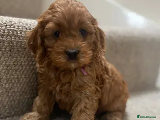 Cockapoo dogs American Cockapoo pups. F1 Health tested Parents - Advert 2