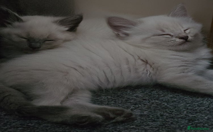 Mixed Breed cats - Advert 2