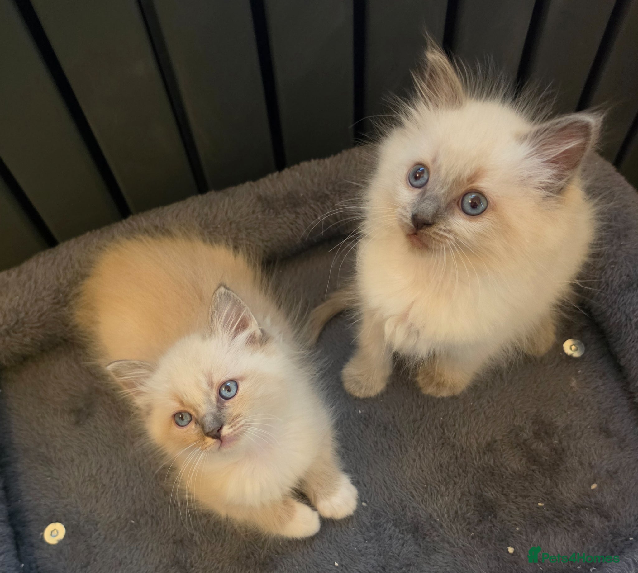 Ragdoll cats ragdoll kittens  - Advert 11